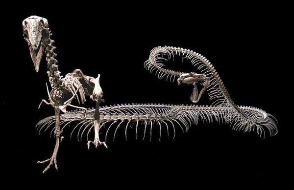 Реконструированный скелет Gigantophis garstini рядом со скелетом гасторниса, или диатримы (род Gastornis).