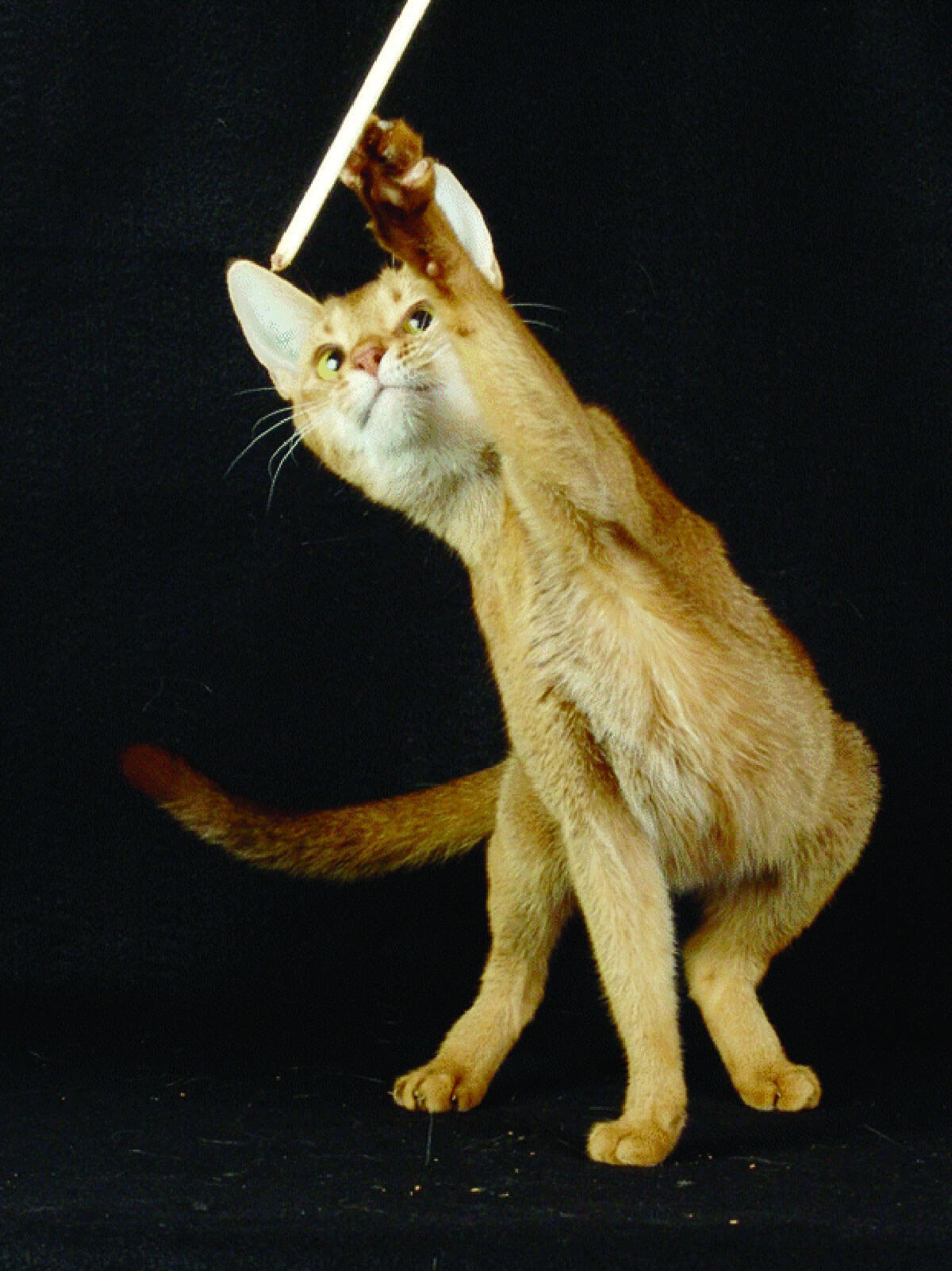 Сиамские кошки – тепло-зависимые альбиносы