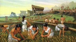 жители Древнего Китая собирают рис