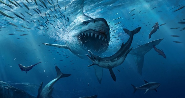 Самая большая акула в мире мегалодон фото