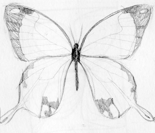 как красиво нарисовать бабочку