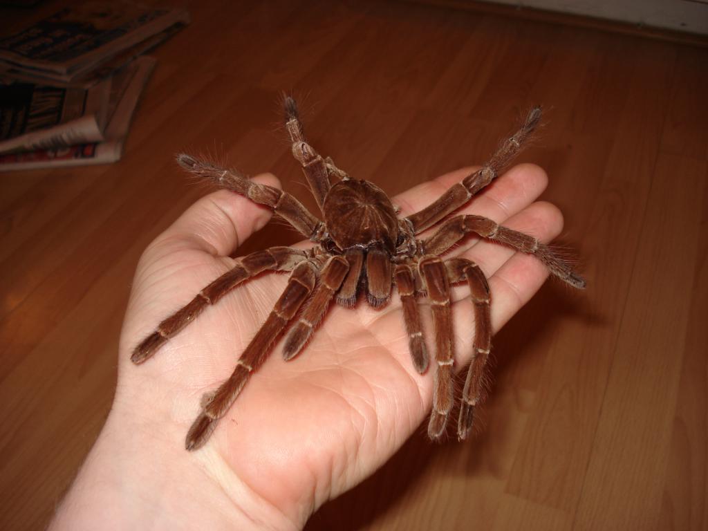 гигантские пауки самый большой паук в мире