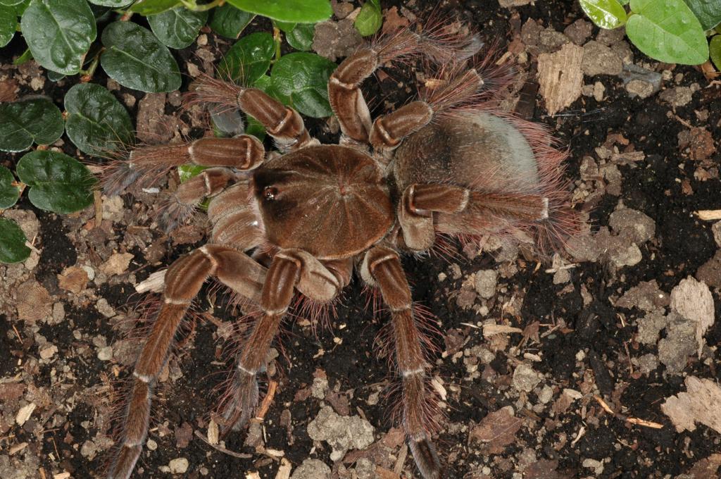 самые большие и опасные пауки в мире