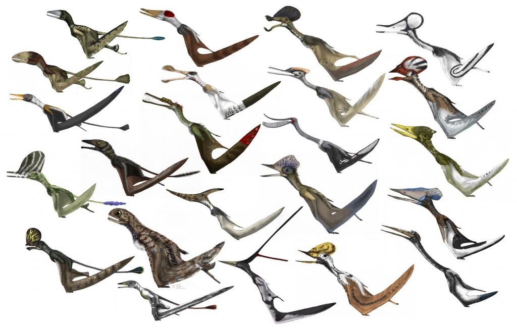 разнообразие птерозавров