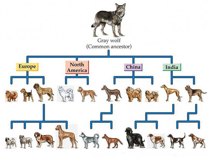происхождение пород собак