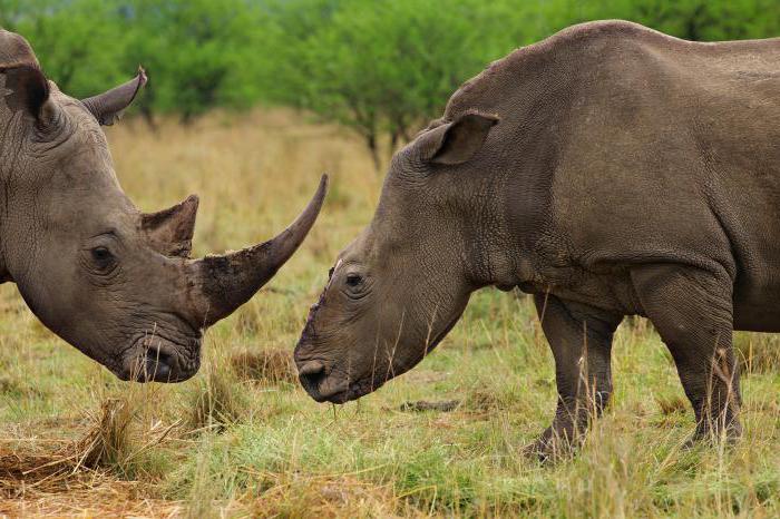 длина рога носорога