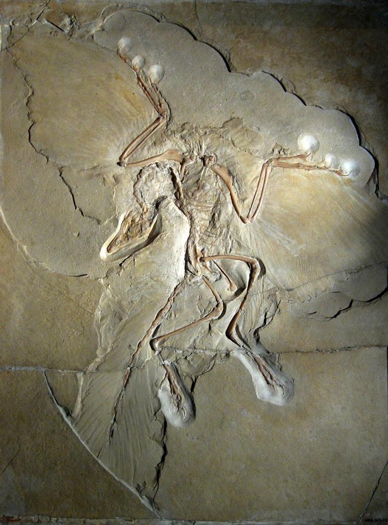археоптерикс палеонтология