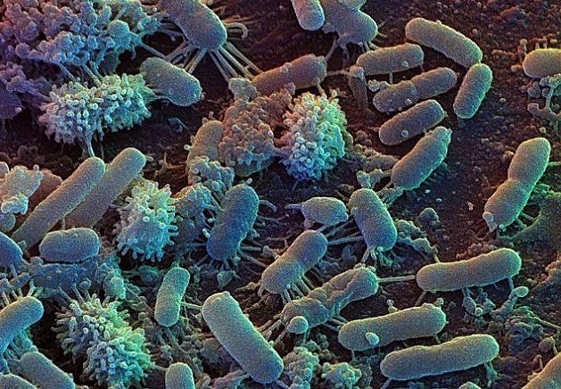 в какой среде живут бактерии