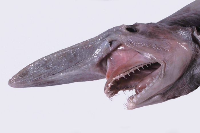 Акула-гоблин (фото из Википедии)