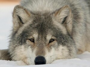 Обыкновенный, или серый волк (Canis lupus)