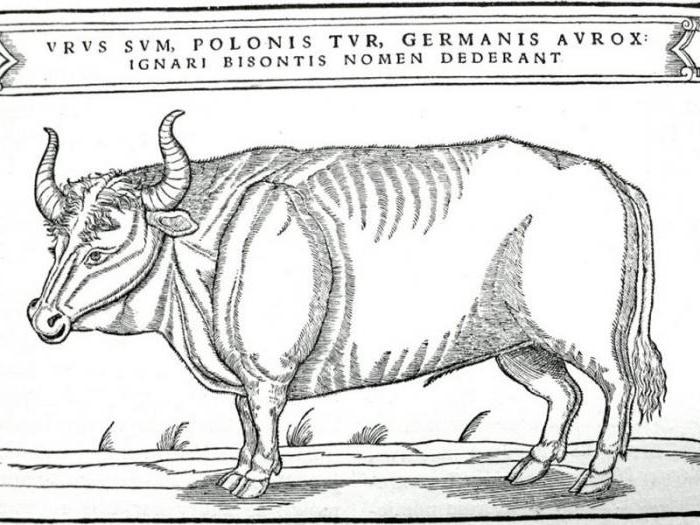 дикий предок домашней коровы