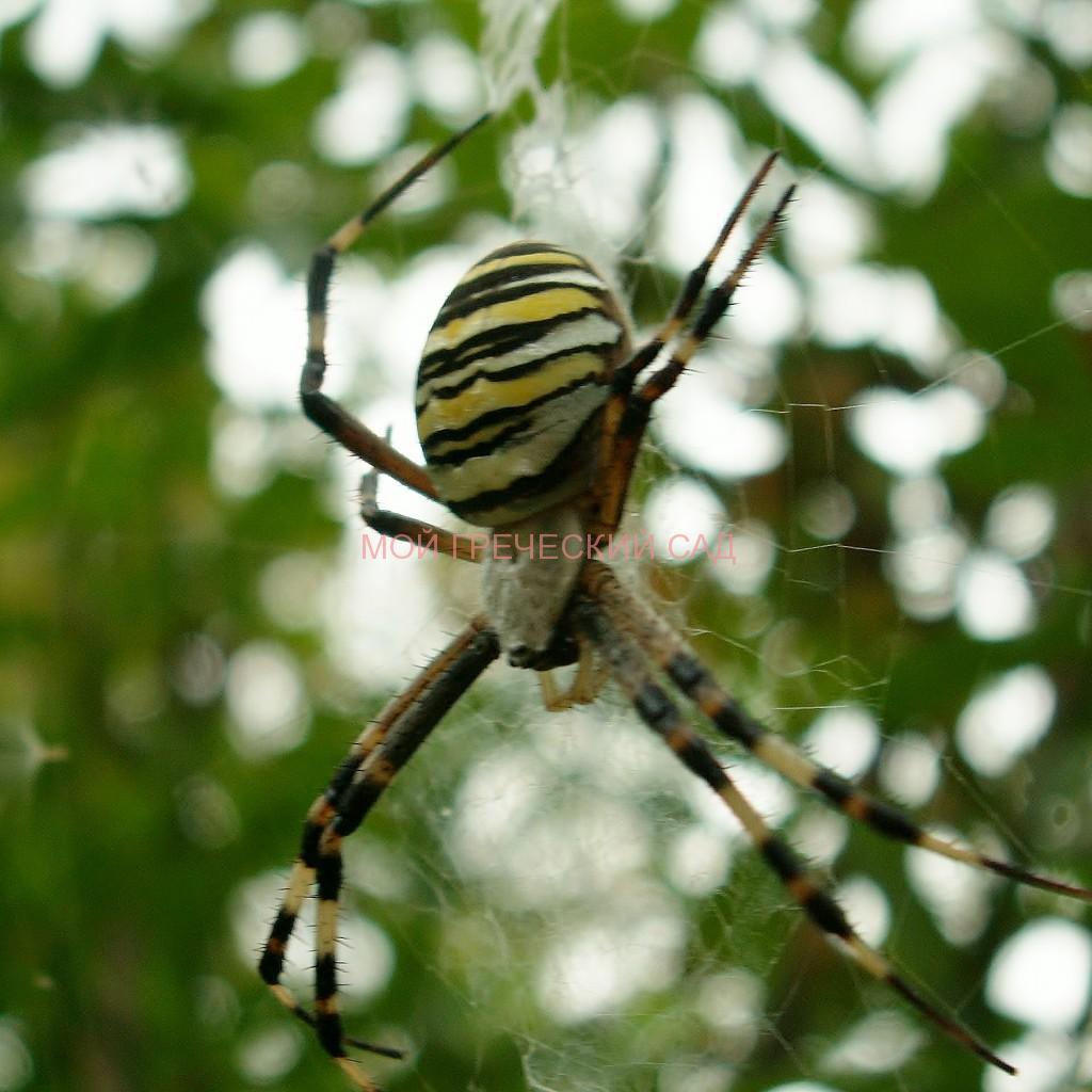 Польза пауков в саду фото