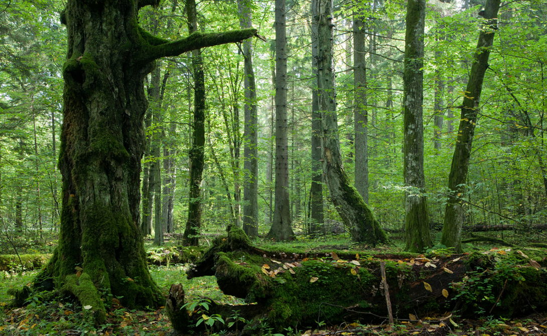Самые древние леса этого мира