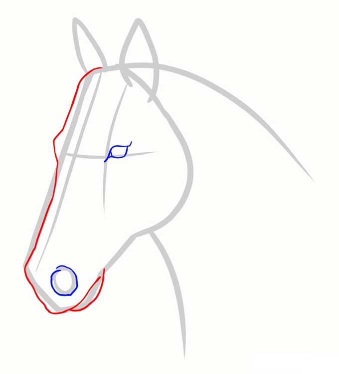 Рисуем линию лба, морды и рта лошади