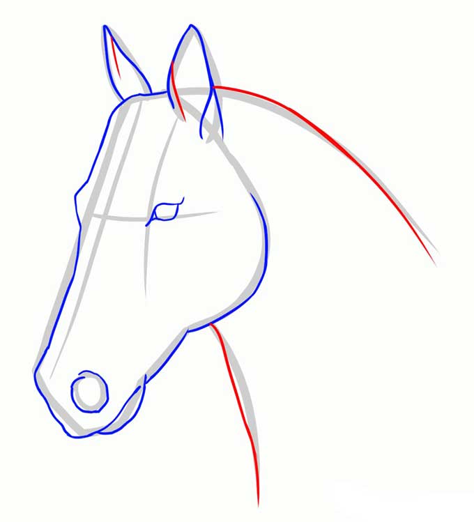 Дорисовываем уши и рисуем шею лошади