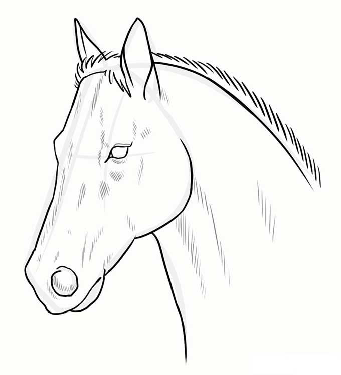 Готовое изображение головы лошади