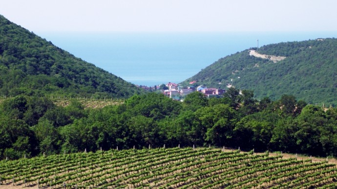 Море и виноградники – два сокровища Краснодарского края