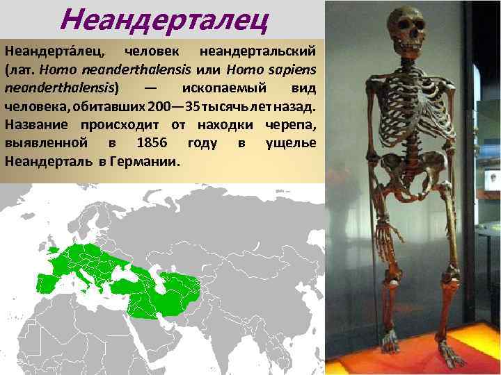 Неандерталец Неандерта лец, человек неандертальский (лат. Homo neanderthalensis или Homo sapiens neanderthalensis) — ископаемый