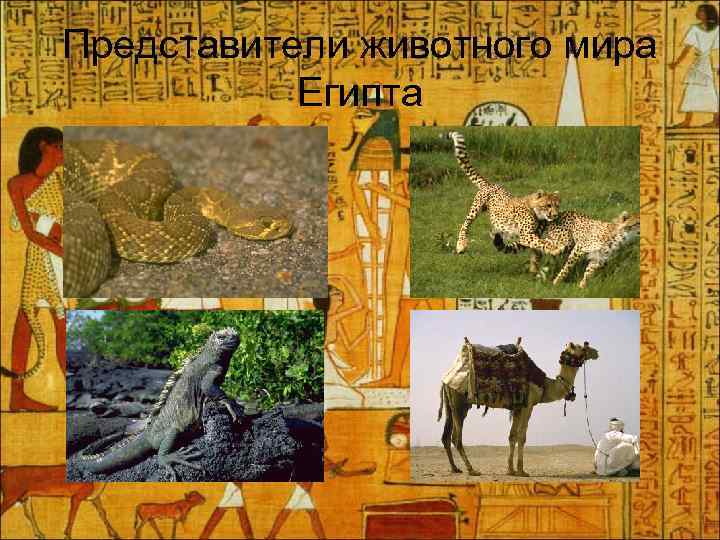 Представители животного мира Египта 