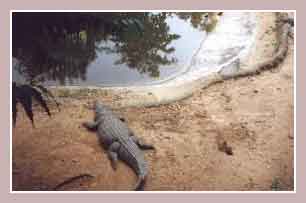 египетский крокодил
