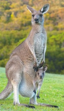 Символ Австралии — кенгуру