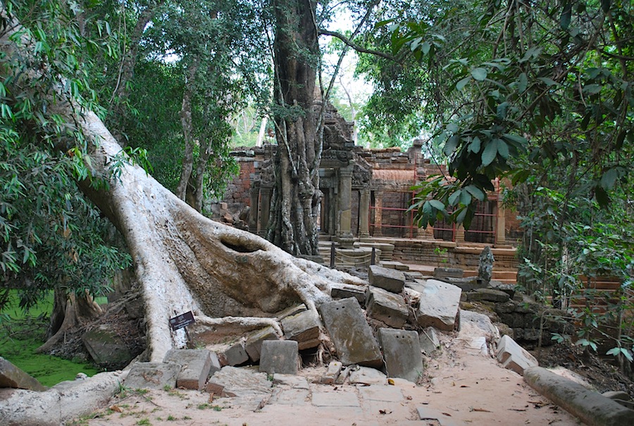 руины и деревья в Ангкоре