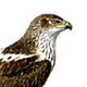 Ястребиный орёл / Hieraaetus fasciatus