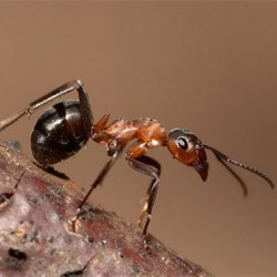Древние муравьи