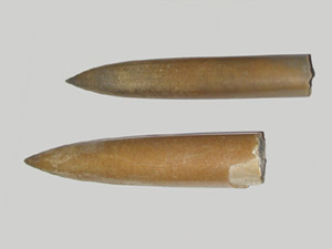 Белемниты Cylindroteuthis Коломенское