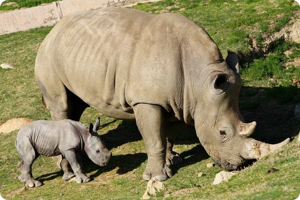 носорог с мамой