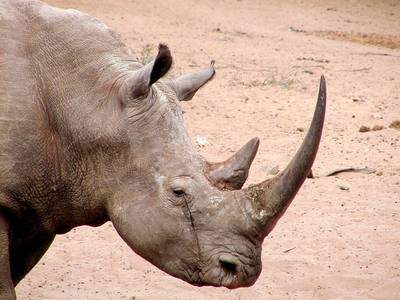 рог белого носорога