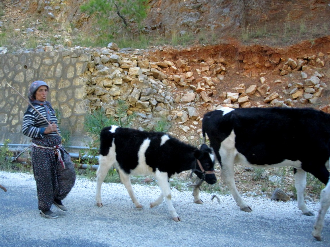 Турция -пастушка