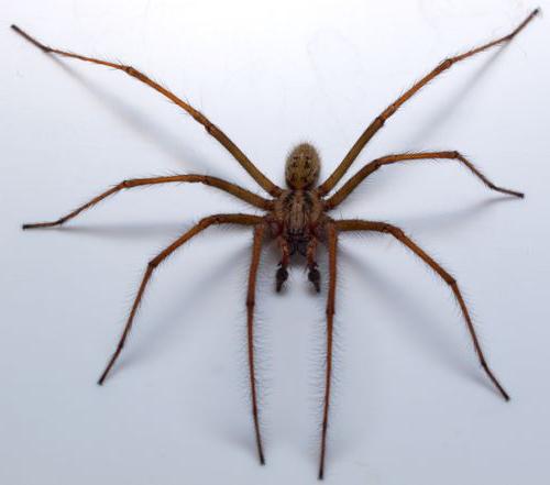 самый гигантский паук в мире