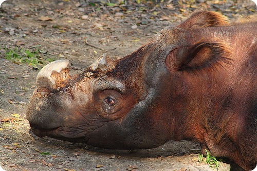 Суматранский носорог (лат. Dicerorhinus sumatrensis) 