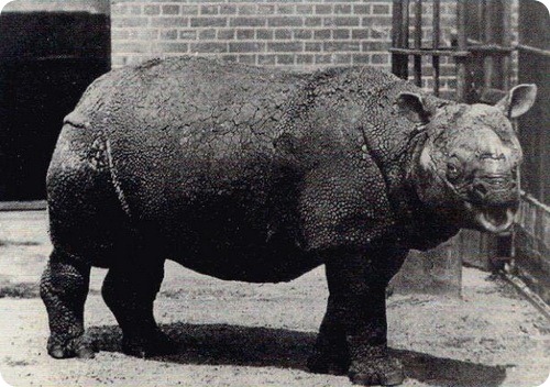 Яванский носорог (лат. Rhinoceros sondaicus)
