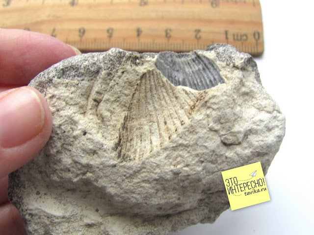 Ископаемый двустворчатый моллюск спондилис Белая скала, Крым