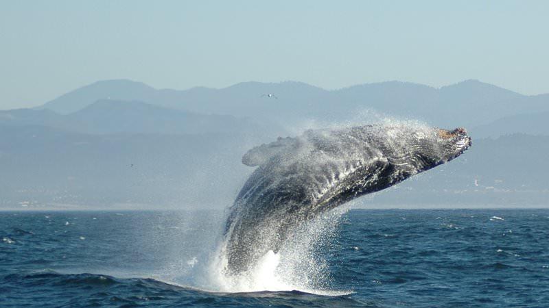 Чем примечателен кит - кашалот?