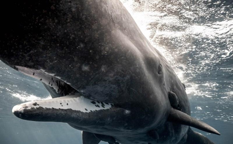 Чем примечателен кит - кашалот?