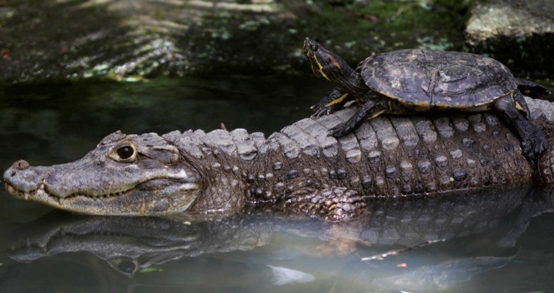 Крокодилы и черепахи