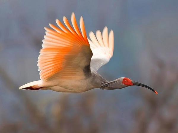 Самые редкие птицы фото и описание - Азиатский Ибис