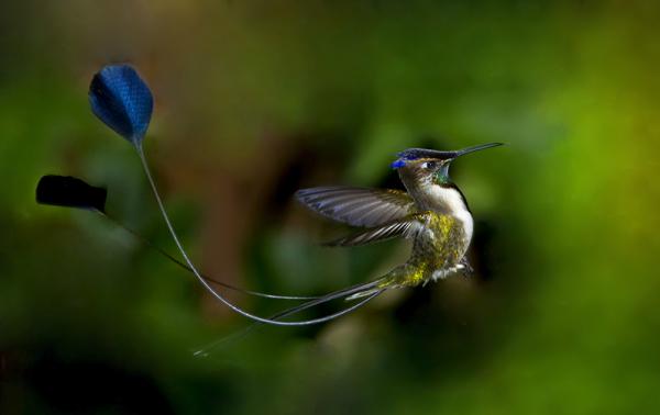 Самые редкие птицы фото и описание - Дивный Шпательтэил 