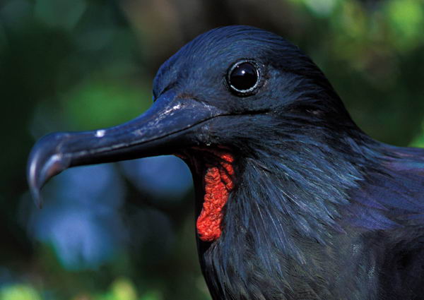 Самые редкие птицы фото и описание - Птицы Фрегаты