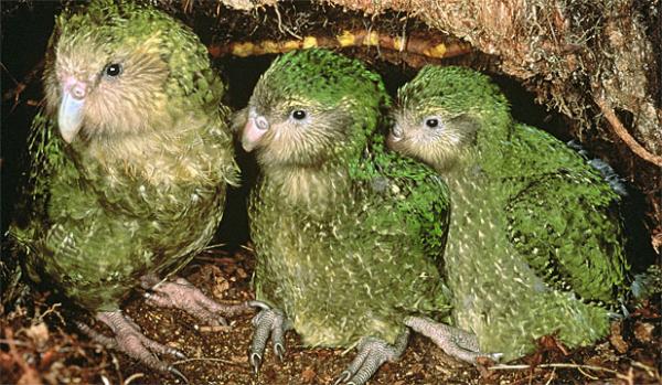 Самые редкие птицы фото и описание - Какапо