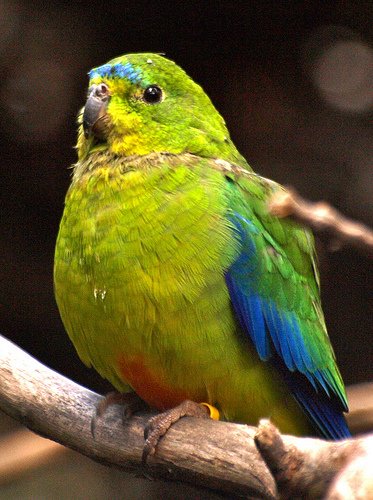 Самые редкие птицы фото и описание - Пузатый попугай