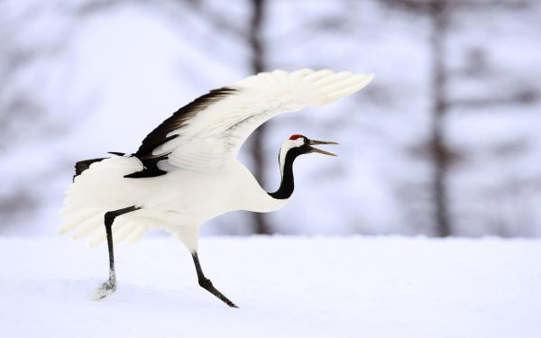 Самые редкие птицы фото и описание - Япоский Журавль