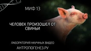Человек произошел от свиньи. Мифы об эволюции человека
