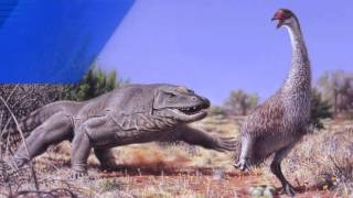 Мега-Ящерицы весом 500 кг обитали в древней Австралии