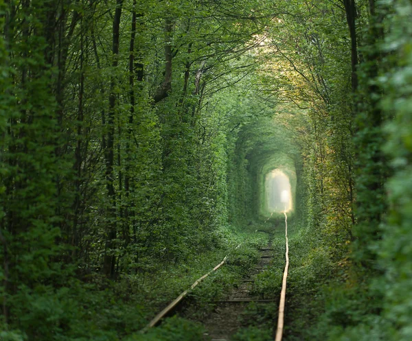 Зеленый тоннель — стоковое фото