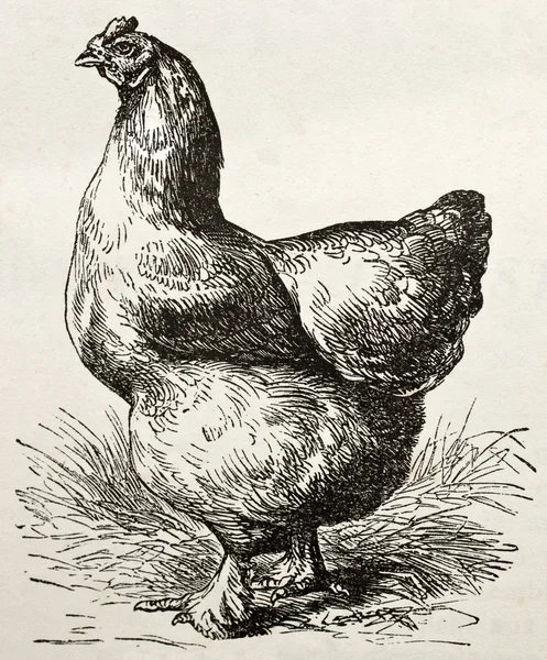 Кочин курица — стоковое фото