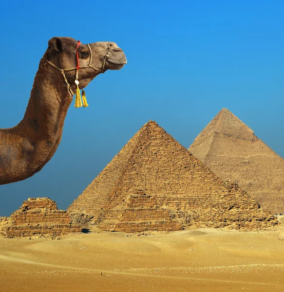 Верблюд перед пирамидой в Египте — стоковое фото